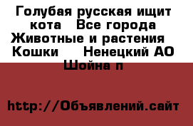 Голубая русская ищит кота - Все города Животные и растения » Кошки   . Ненецкий АО,Шойна п.